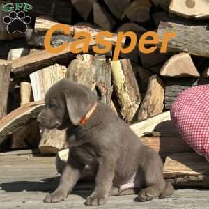 Casper, Silver Labrador Retriever Puppy